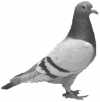 Send a message via Homing Pigeon